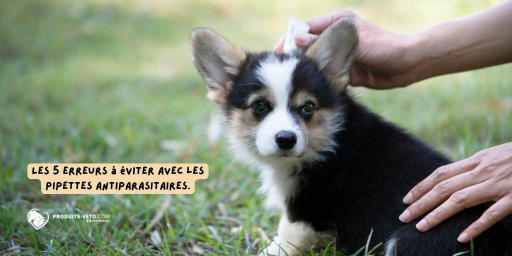 Antiparasitaire_blog_produits_veto_pipette_chien