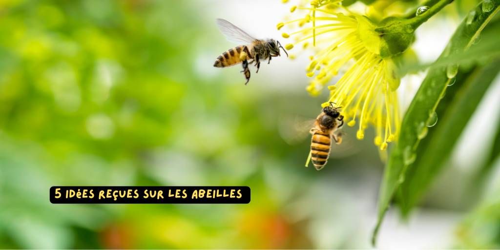 5_idees_reçues_abeilles_produits-veto