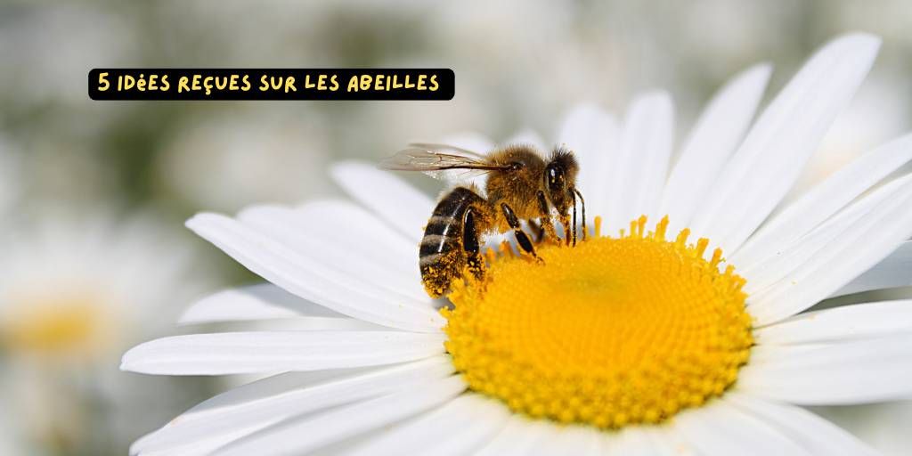 5idées_reçues_abeilles_produits-veto