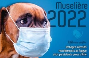 Actualité - Allergies chez le Chien et Chat - Muselière 2022 - Masque chirurgical - Covid - Produits-veto.com