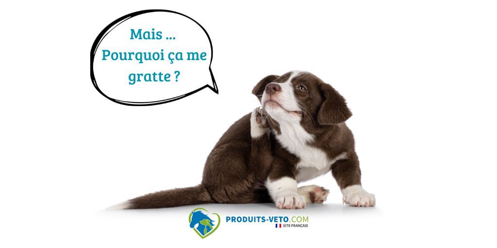 hiot_petit_chien_antiparasitaire_puce_discussion_10_2025_produits-veto