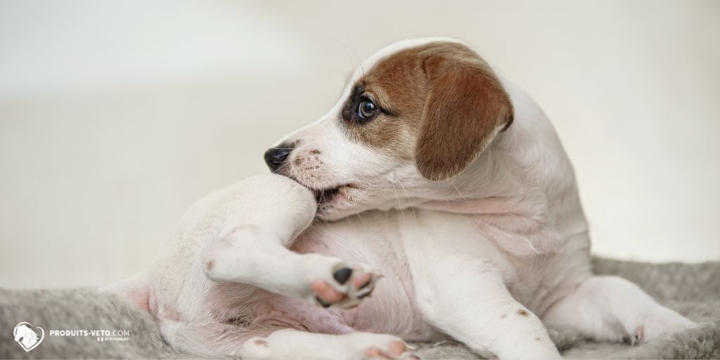 Petit_Chien_qui_se_gratte _antiparasitaires_puces_tiques_produits-veto _ 10_2025