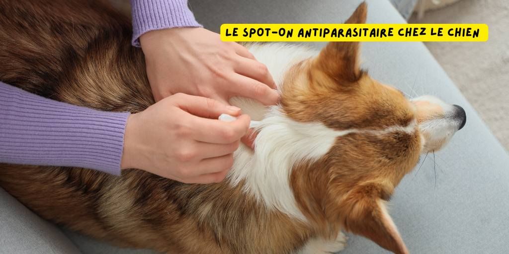 Spot-on_antiparasitaire_produits-veto