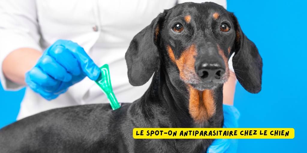 antiparasitaire_spoton_produits-veto