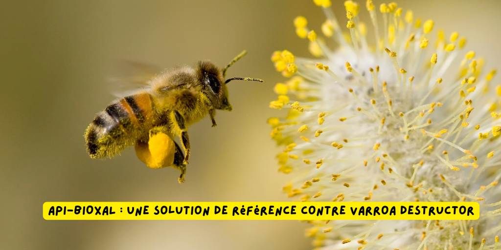 api-bioxal_varroa_traitement_produits-veto