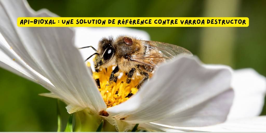 API BIOXAL _ produits-veto