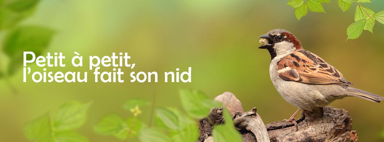 Produits-veto – Bannière de base – Oiseau – L’oiseau fait son nid