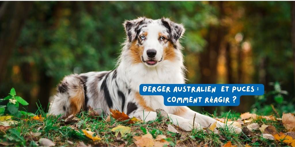 berger_australien_puce_produits-veto.com_article