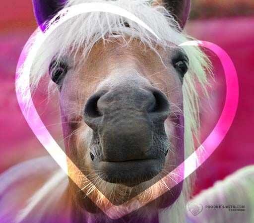 202112 - Gale de boue ou dermatophilose - Tu me plai'e's - Cheval - Produits-veto.com
