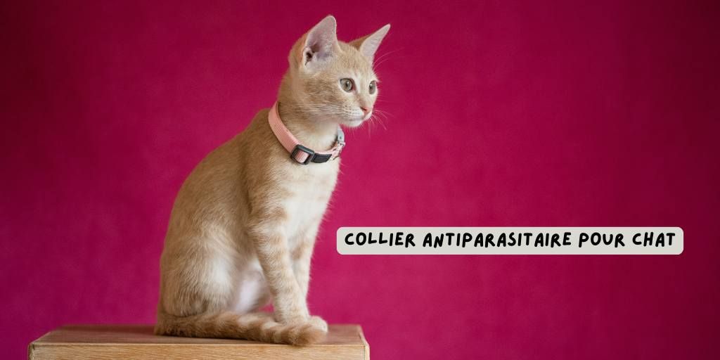 Chat_collier_antiparatisaitre_produits-veto