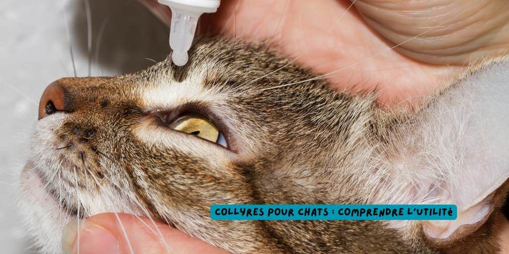 chats_collyres_utilité_produits-veto