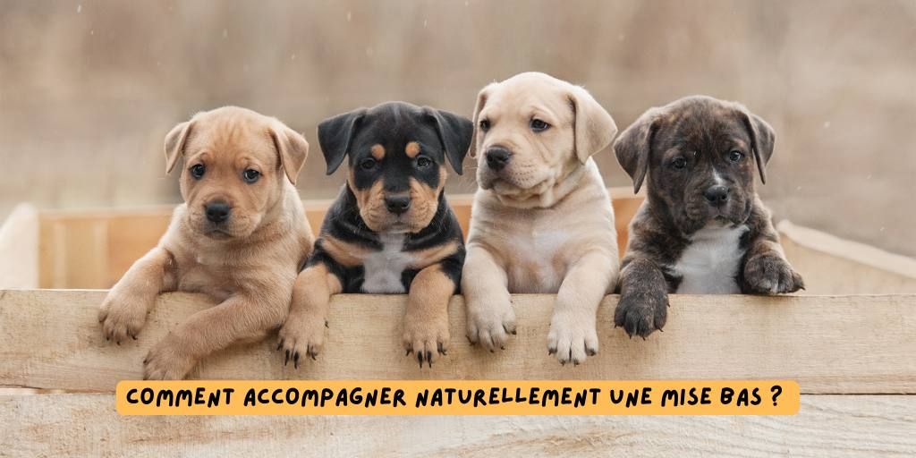 Mise_bas_chienne_produits-veto_article