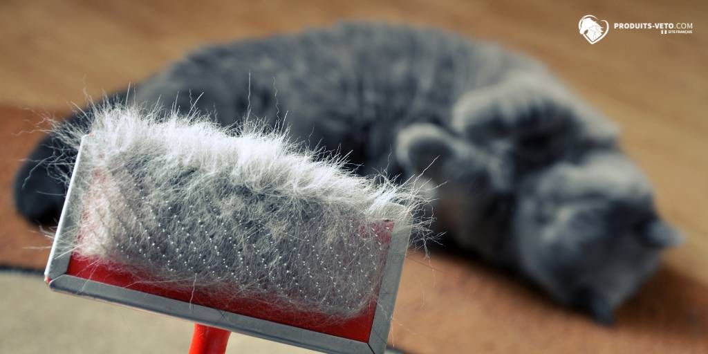 chat _ brosse _ hiver _ poils _ produits-veto