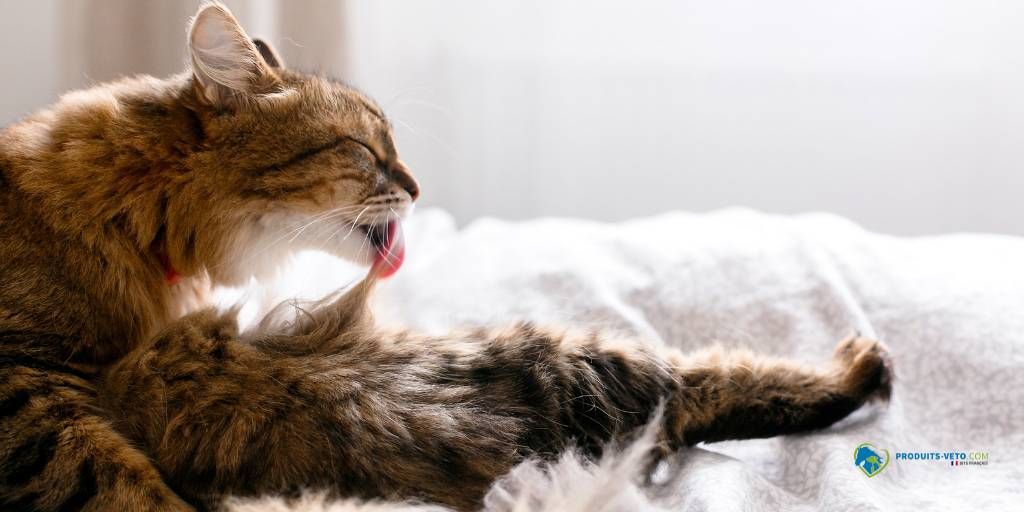 Chat_poils_hiver_produits-veto
