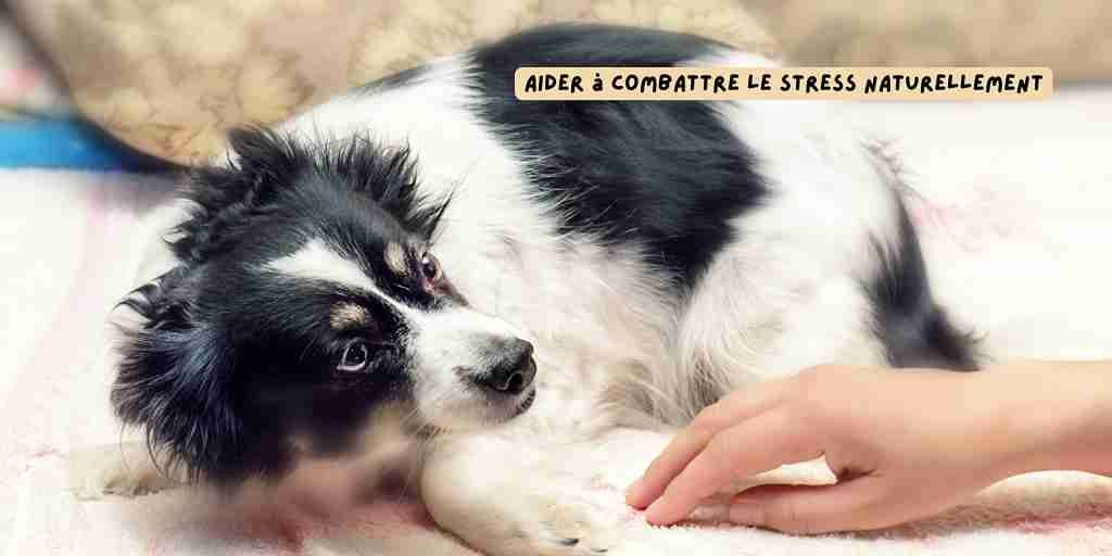 le stress_ chien_article_novembre_2025