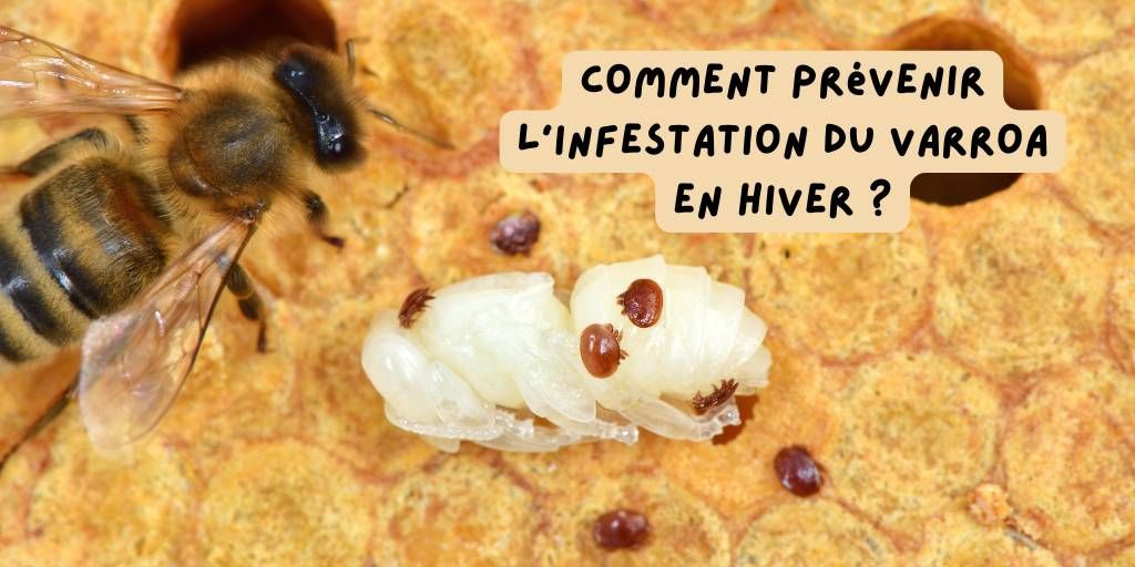 Infestation _ hiver _ varroa _ produits-veto