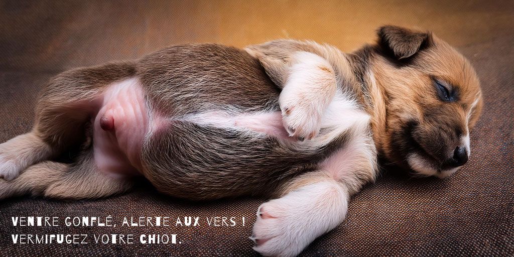 Image mise en avant de l'article sur Comment savoir si mon chien a besoin d'un vermifuge ?