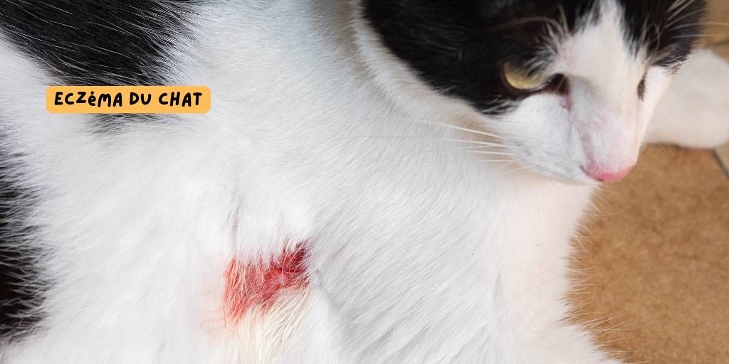 eczéma_chat_produits-veto_article