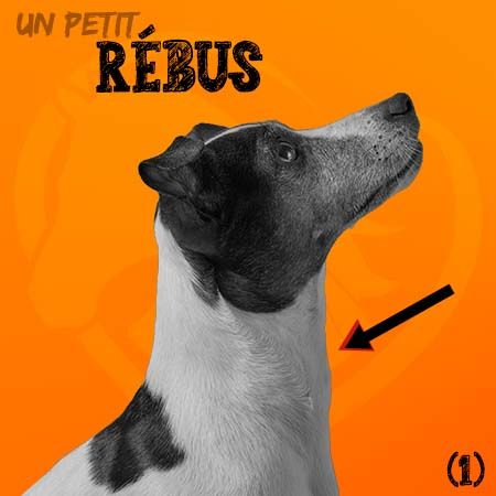 2022 10 - Coussinets - La Chasse - Produits-veto.com