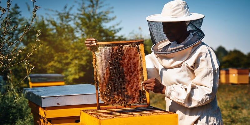 Image d'une apicultrice traitant le varroa destructor et la varroase dans une ruche
