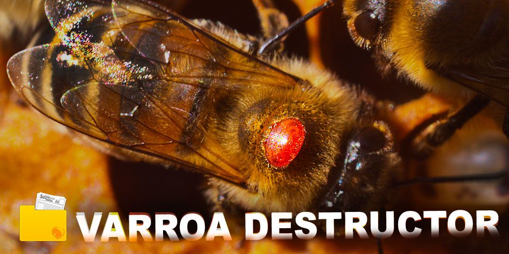 Dossier Varroa destructor - Abeilles - Une - Produits-veto.com