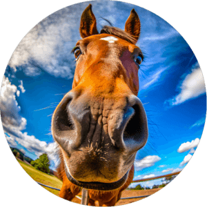 Icone_Photo_Cheval_600x600