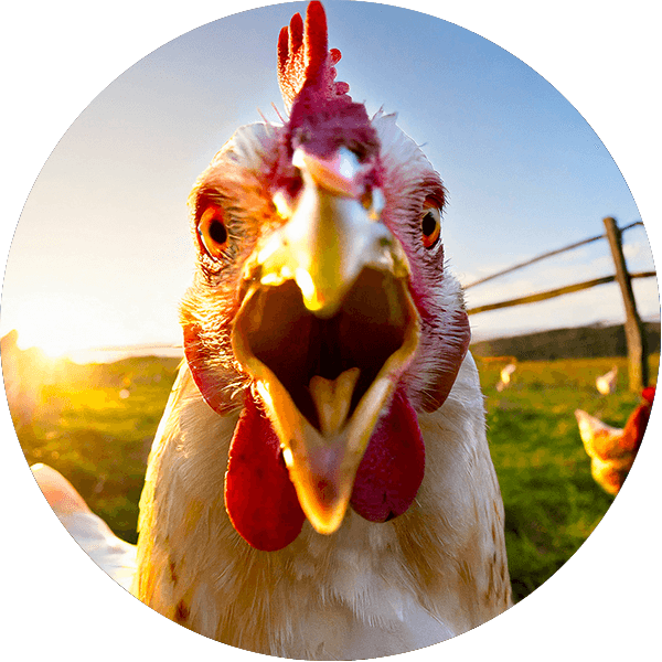 Icone_Photo_Poule_600x600