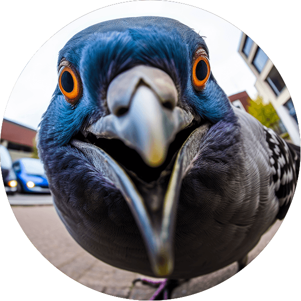 Icone_Photo_Oiseau_600x600