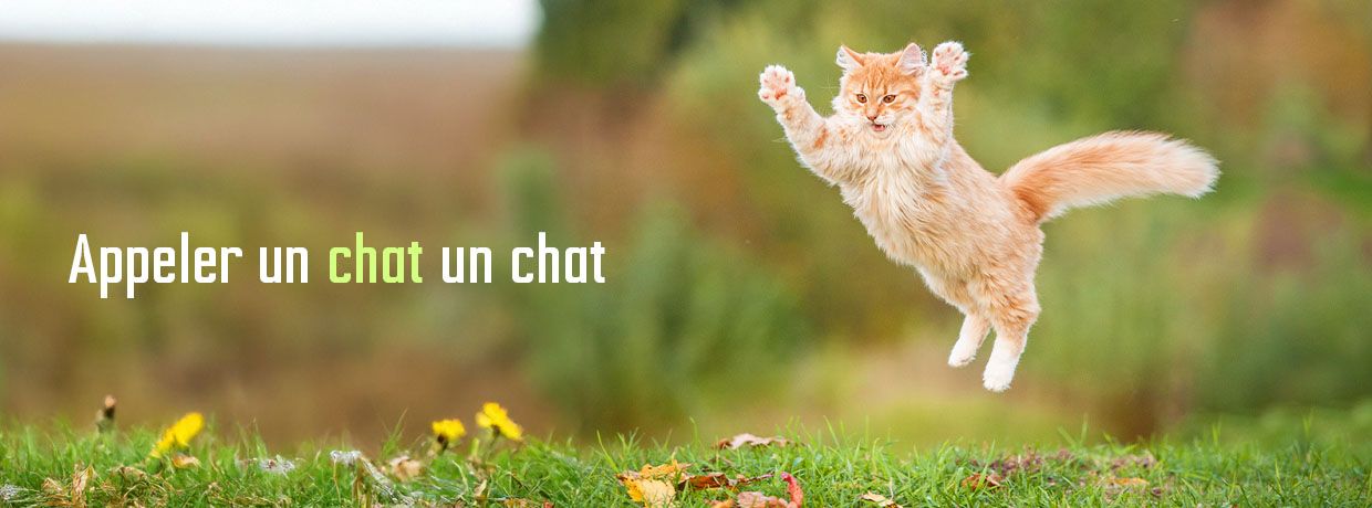Produits-veto – Bannière de base – Appeler un chat un chat
