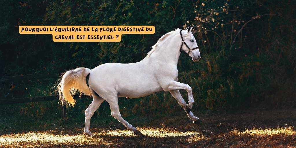 Equilibre_flore_digestive_cheval_produits-veto
