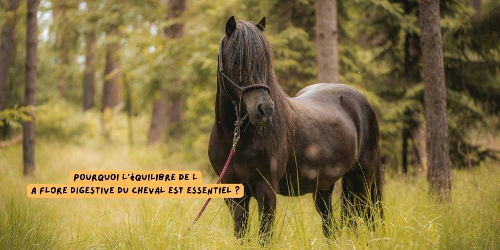 Equiflora_Flore_intestinale_cheval_produits-veto_