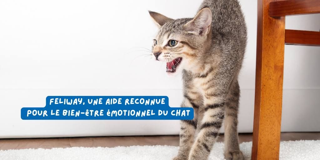 article_chat_stress_feliway_janv_2026