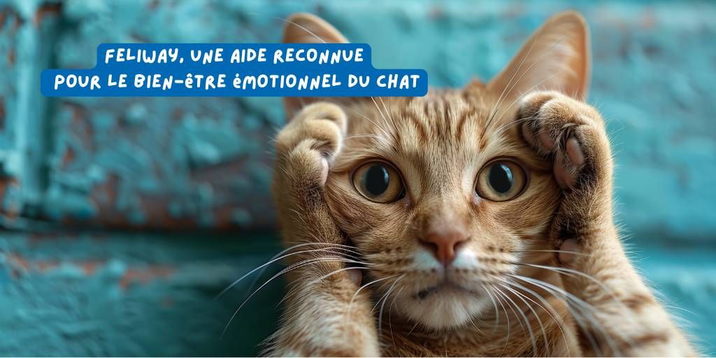 feliway_stress_article_chat_janvier_2026