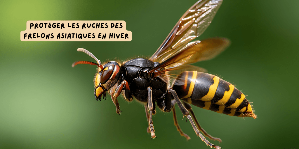 frelons asiatiques _ hiver_ _protéger_vos ruches_novembre_2025