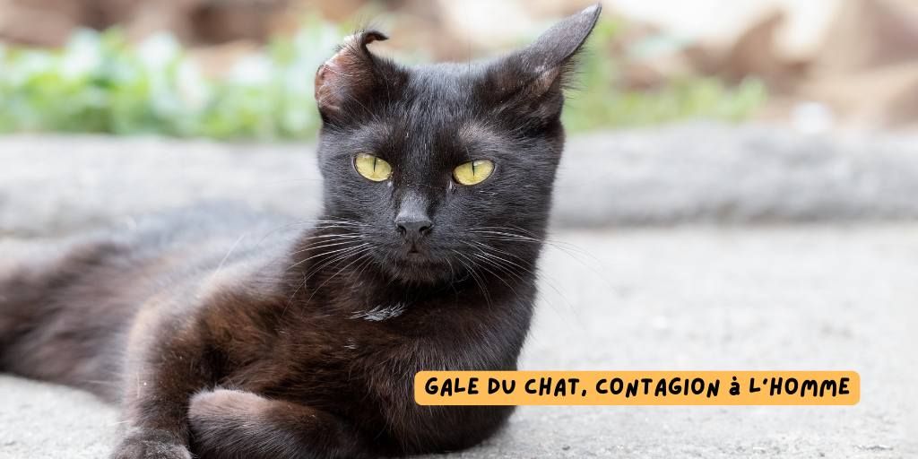 Gale du chat, contagion à l’homme_article_produits-veto.com