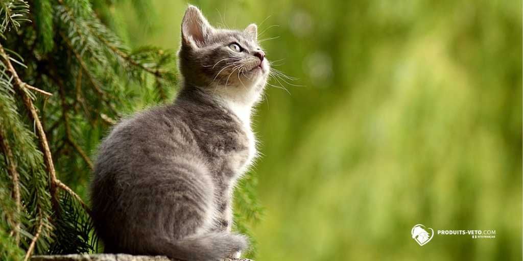 Chaton gris _ periodes critiques _ alimentation _ immunite _ 10_2025 _ produits-veto