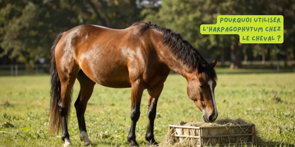 Pourquoi utiliser l'harpagophytum chez le cheval ? - Produits-veto.com