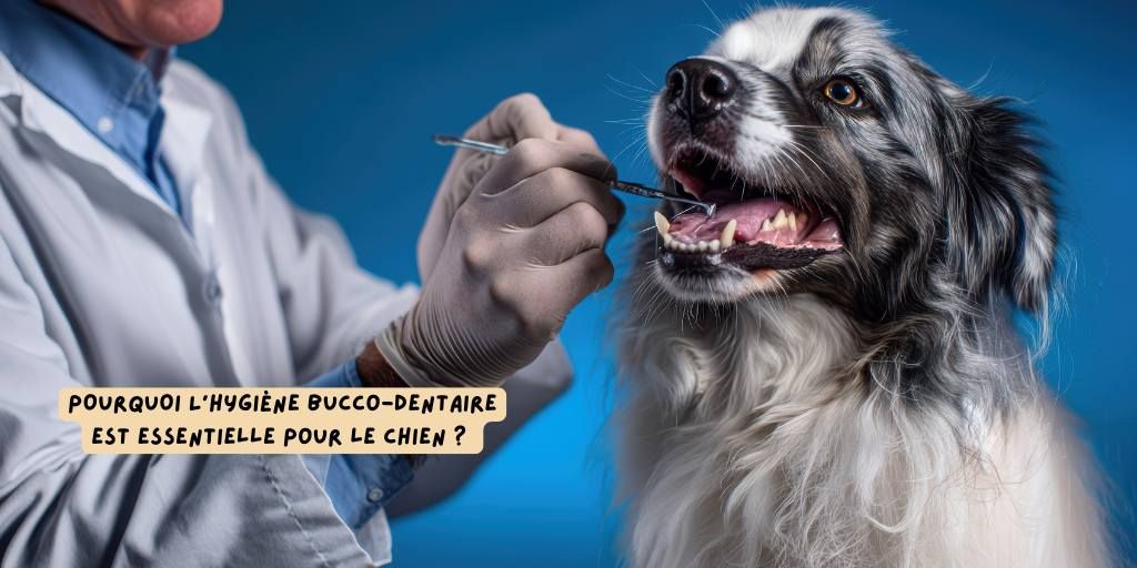 Hygiène bucco-dentaire_chien_novembre_2025_produits-veto
