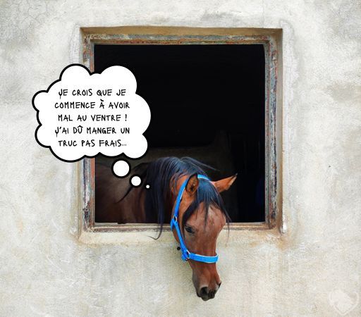 Stress chez le cheval seul dans son écurie en dépression