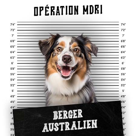 Article MDR1 Chien - Race Berger Australien - Produits-veto.com