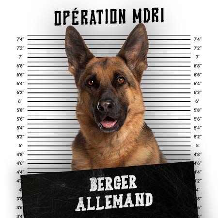 Article MDR1 Chien - Race Berger Allemand - Produits-veto.com