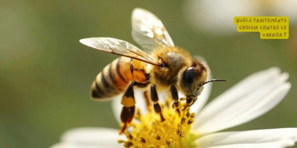 Quels traitements choisir contre le varroa - Produits-veto.com