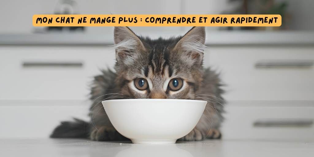 Article_chat_ne_mange_plus_produits-veto
