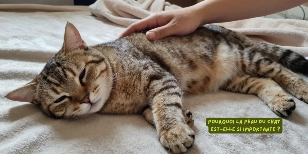 Pourquoi la peau du chat est-elle si importante - Produits-veto.com