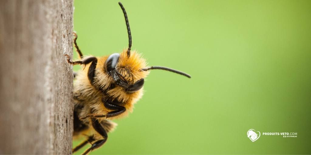 Abeilles _ Protection _hiver _ produits-veto