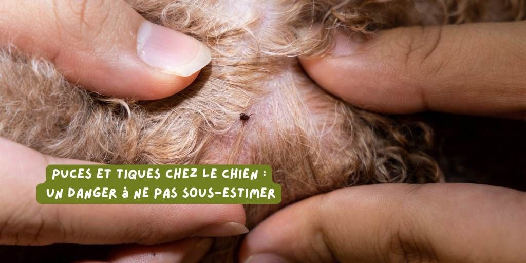 puces_et_tiques_article_janvier_2026