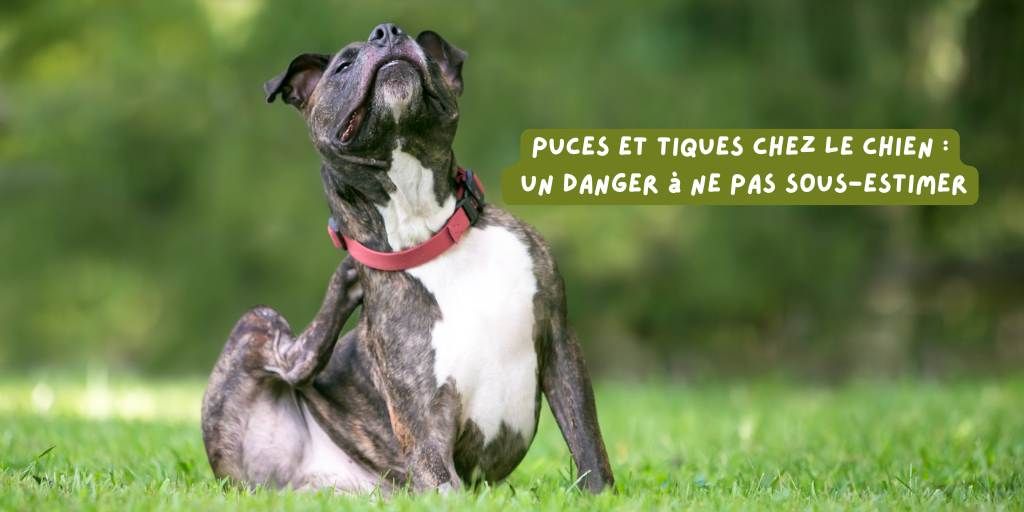 puces_et_tiques_article_janvier_2026