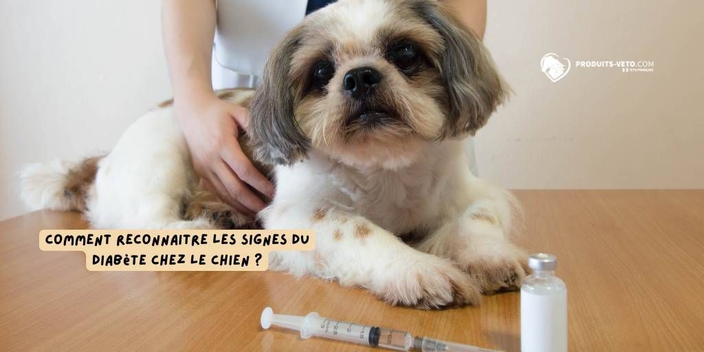 Diabète chez le chien _octobre_2025_Produits-veto