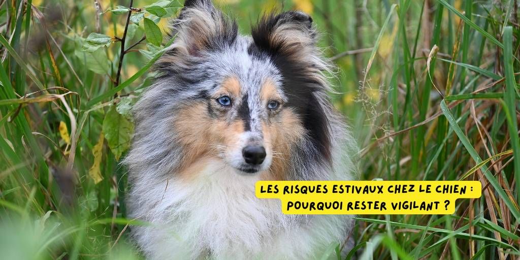risques_estivaux_chiens_rester_attentifs_produits-veto