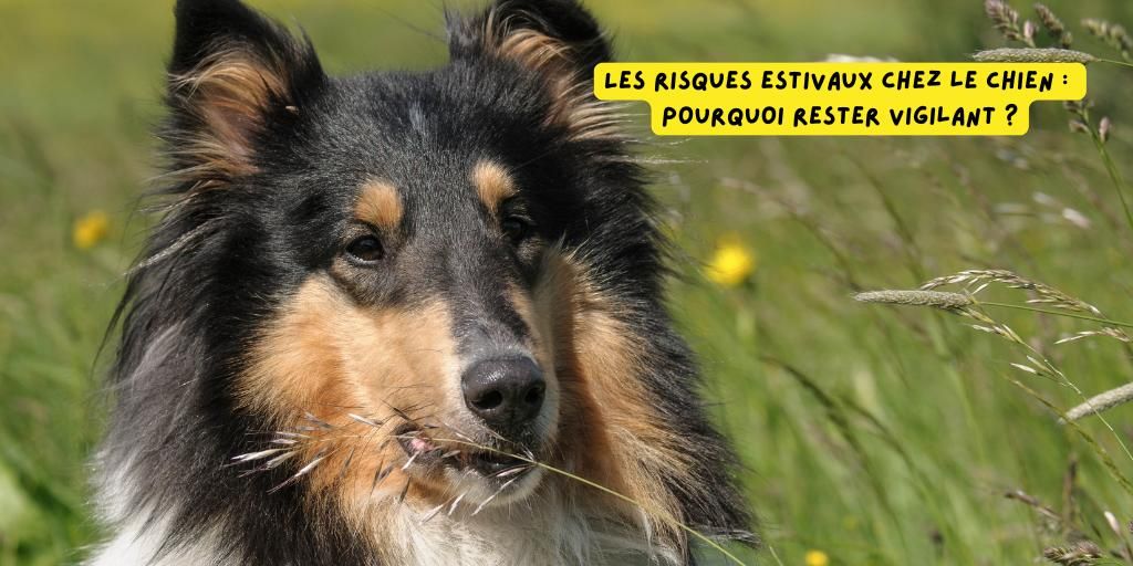 Risques_estivaux_chien_produits-veto
